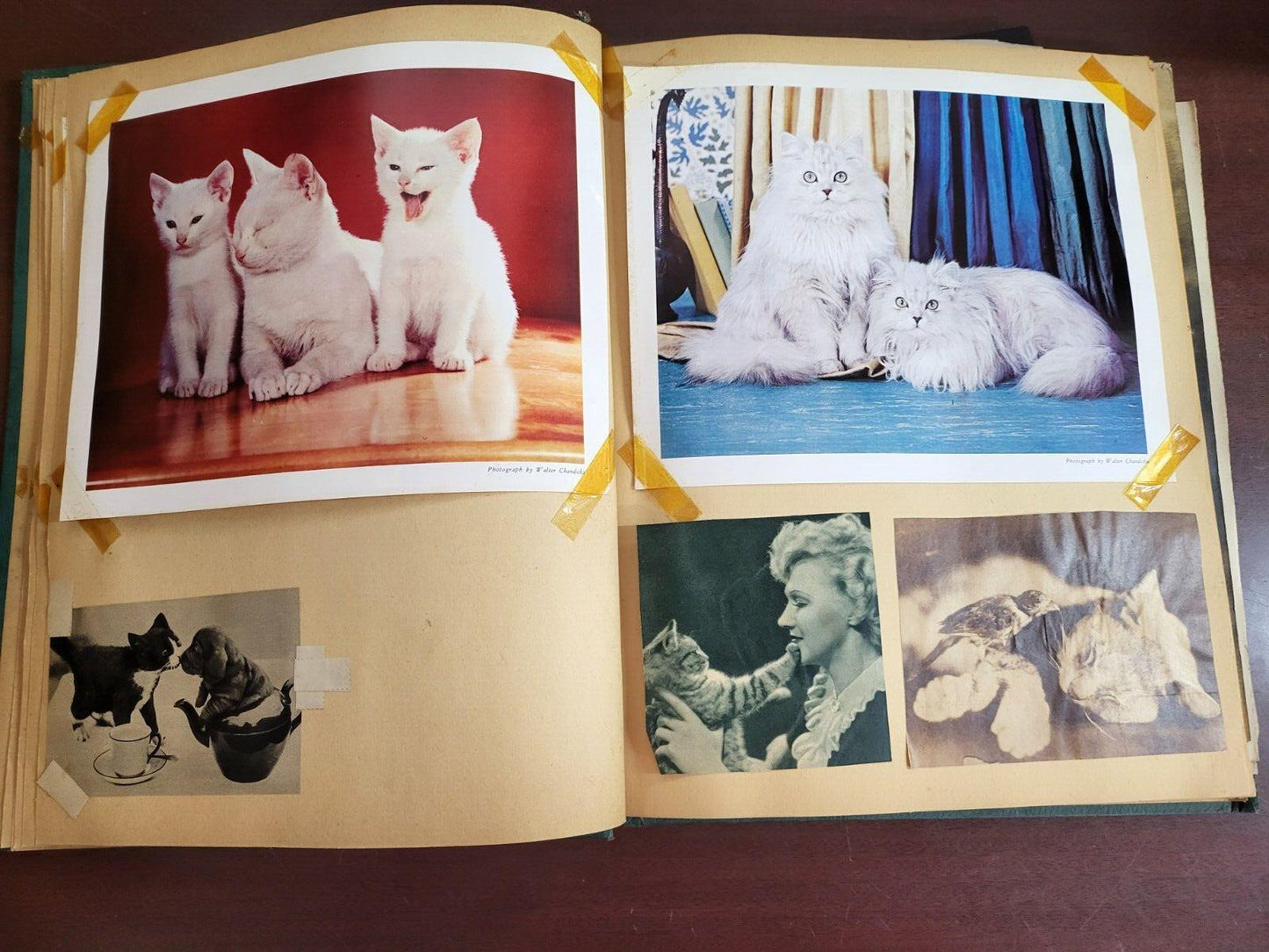 Vintage Scrapbook 1930s era Cats Subject incl Lemuel Thomas Prints #2809