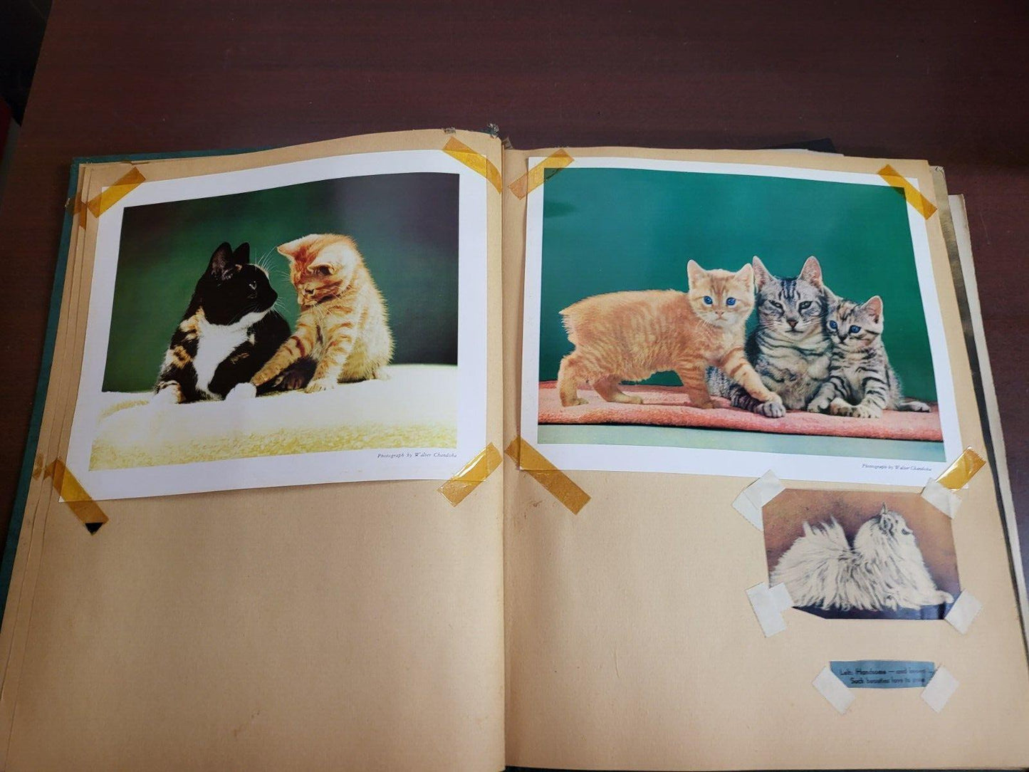 Vintage Scrapbook 1930s era Cats Subject incl Lemuel Thomas Prints #2809