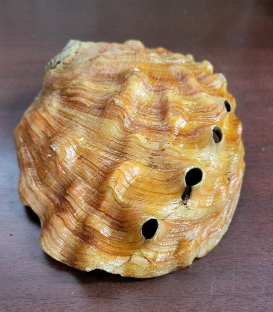 Abalone Shell  7.5 x 6 x 2" Red - Orange #4136