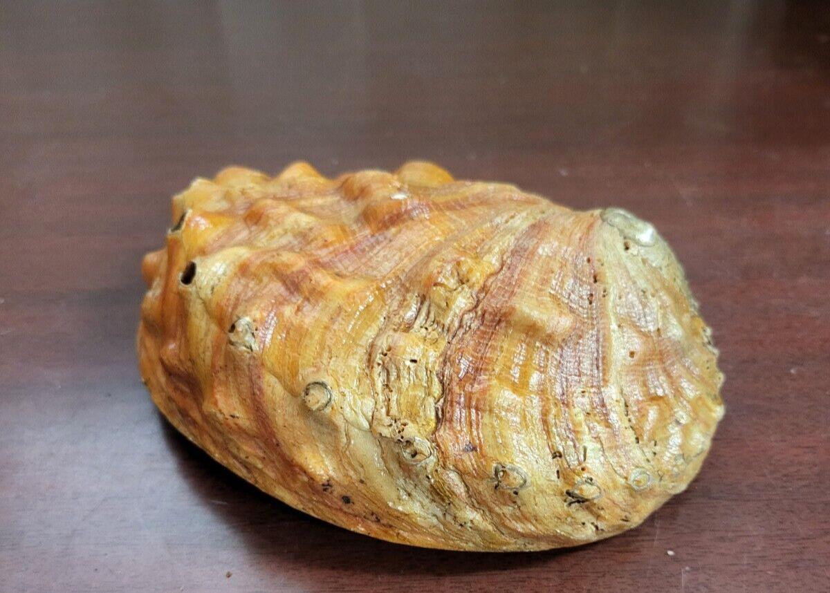 Abalone Shell  7.5 x 6 x 2" Red - Orange #4136