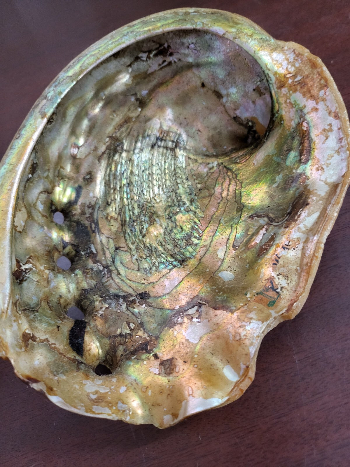Abalone Shell  7.5 x 6 x 2" Red - Orange #4136