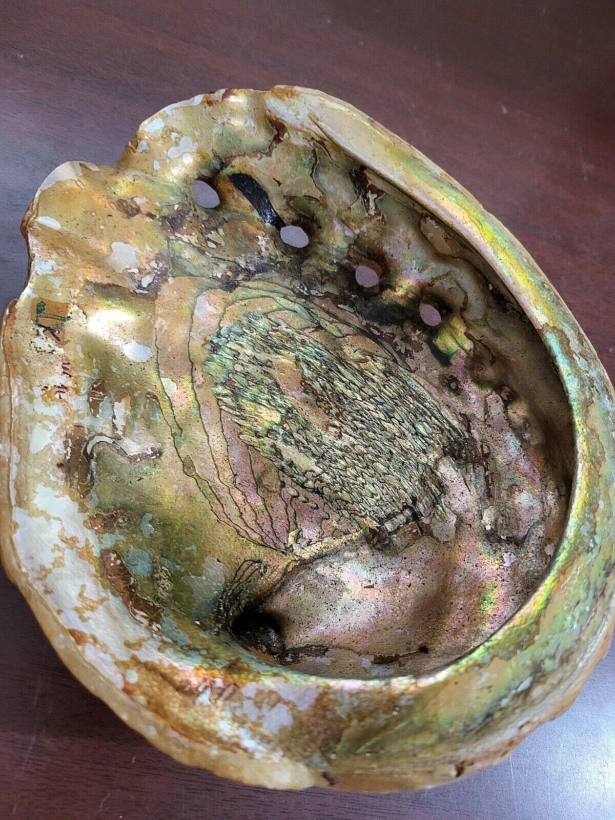Abalone Shell  7.5 x 6 x 2" Red - Orange #4136